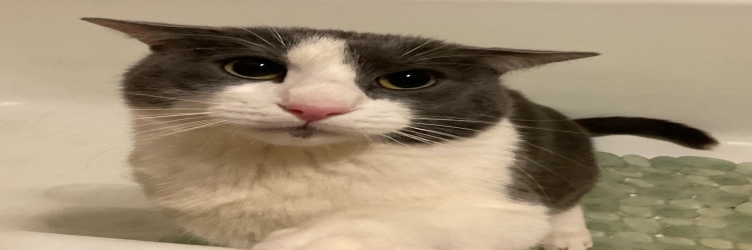 dry cat banner