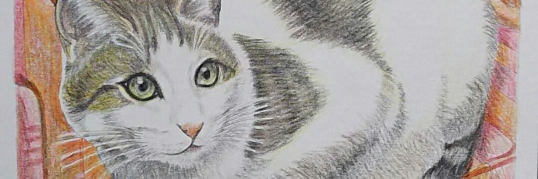 kanataxcat's profile banner image
