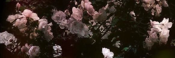 Mylovertheworm's profile banner image