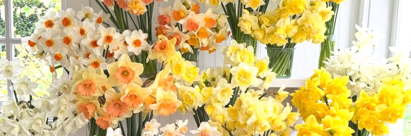 Περιμπανού 🪶 banner