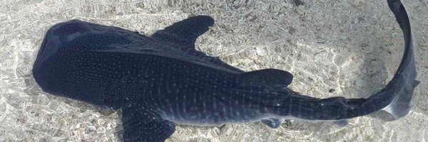 00fishcake Profile Banner