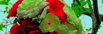 Samiya3087's profile banner image