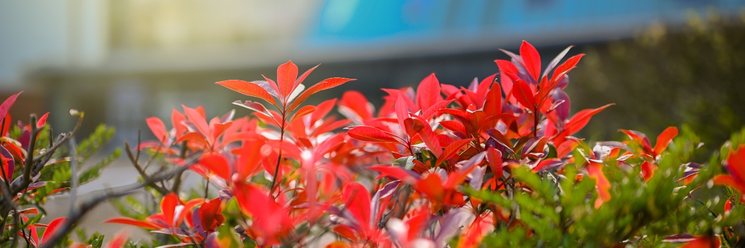 Caludon Castle banner