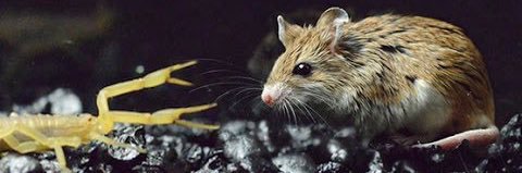 thehowlingmouse's profile banner image