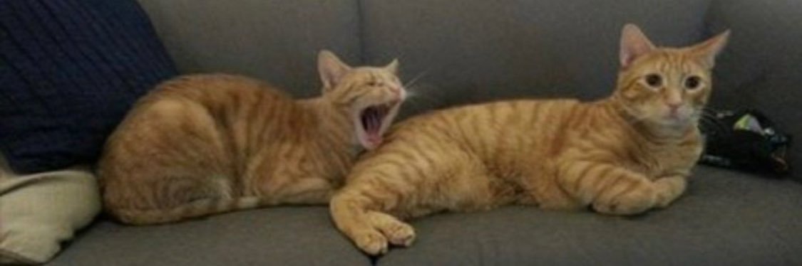 lemeow banner