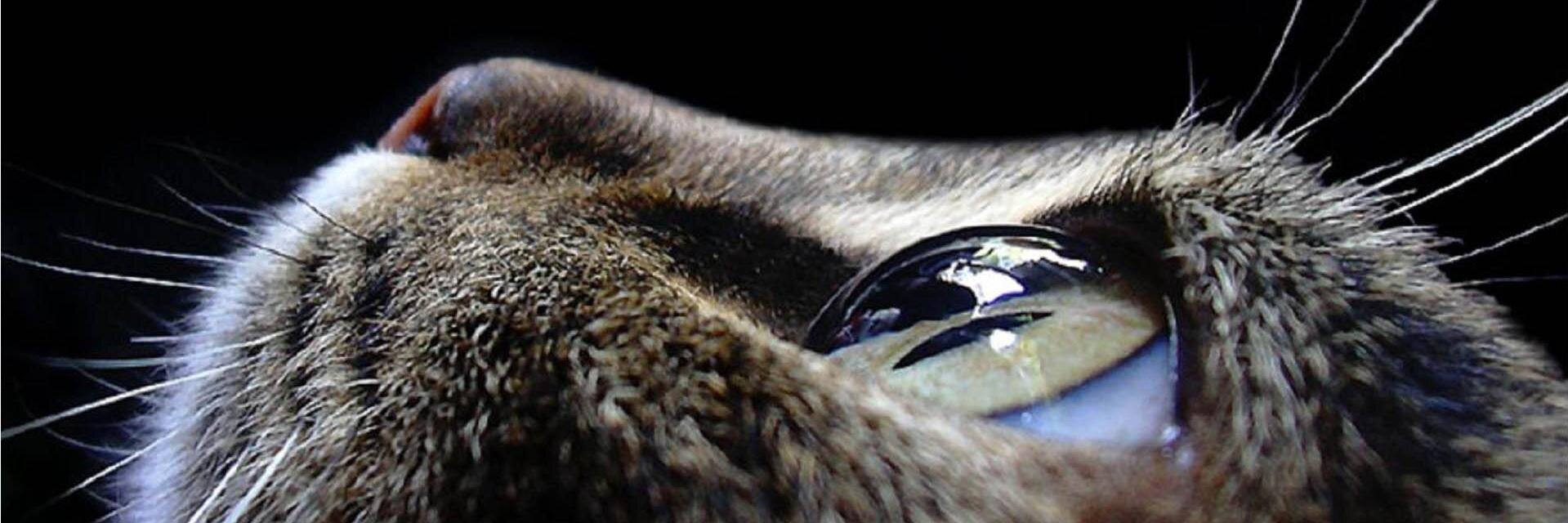manutavi's profile banner image