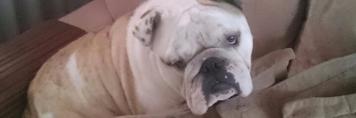 Dinhoalves_'s profile banner image