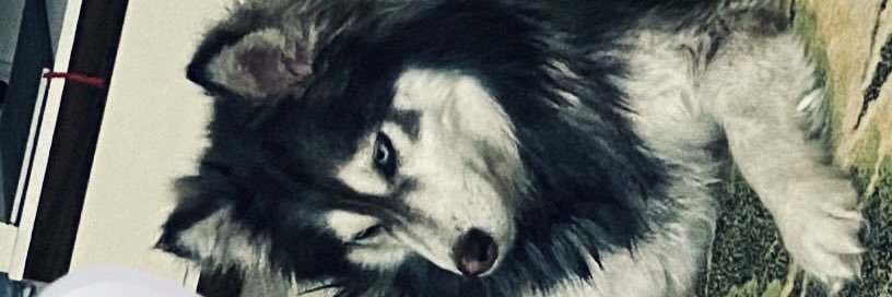 Alisan7sa's profile banner image
