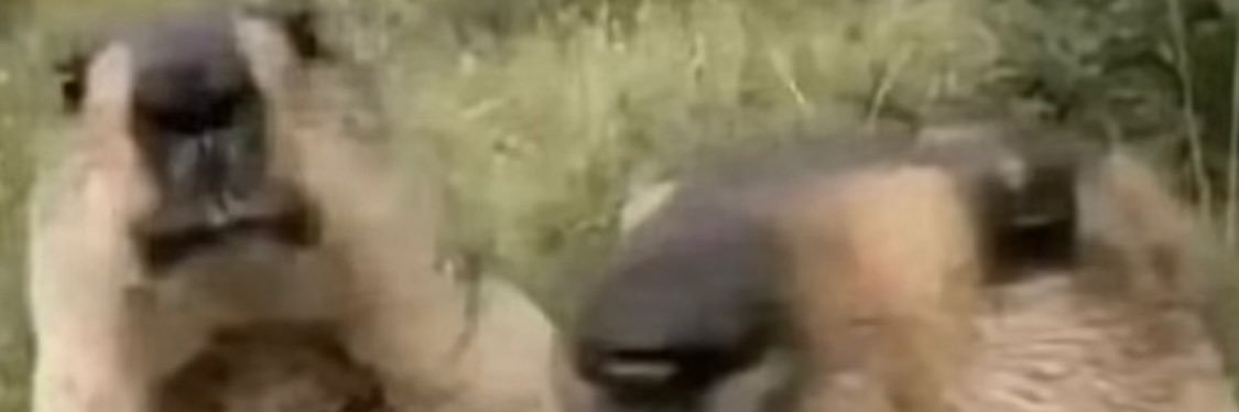 Ankle Height “Beans” Duck Boots banner