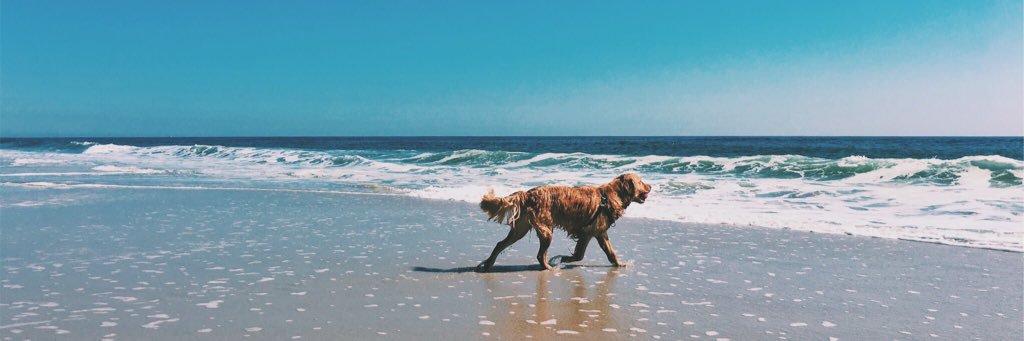 a_pugz's profile banner image