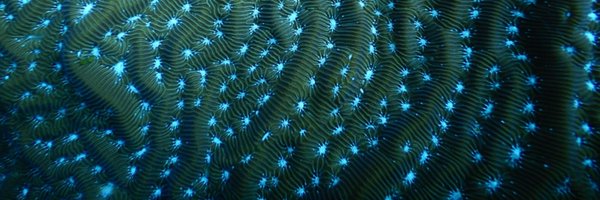 SOMAC_reef Profile Banner