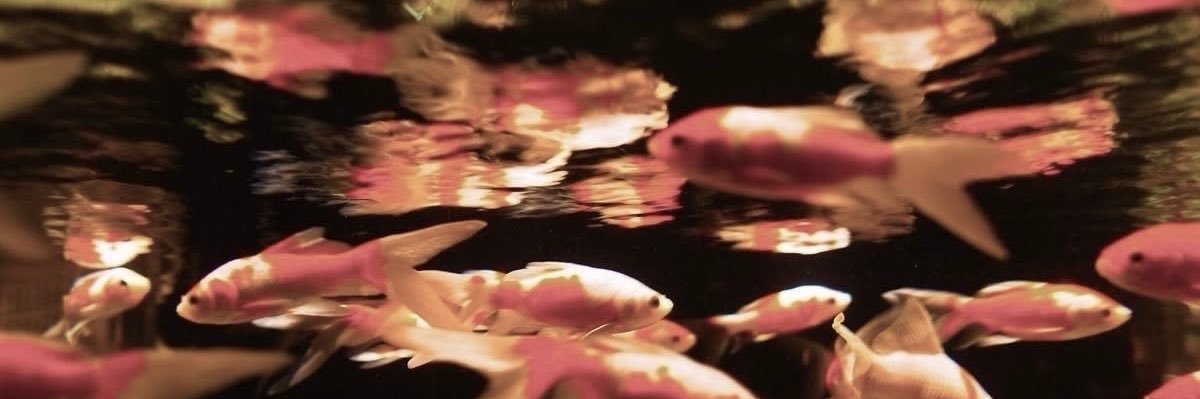 ness ¹³² 🦑 banner