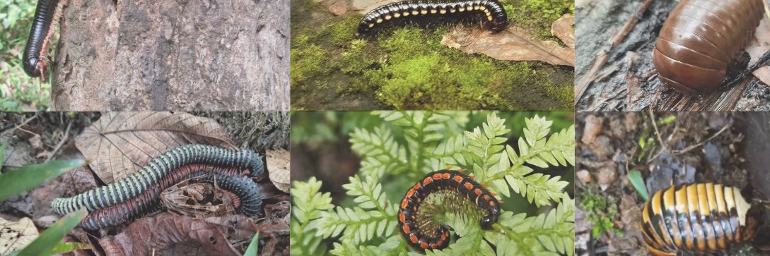 Pragyadeep Roy banner