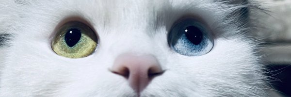 Paaariya Profile Banner