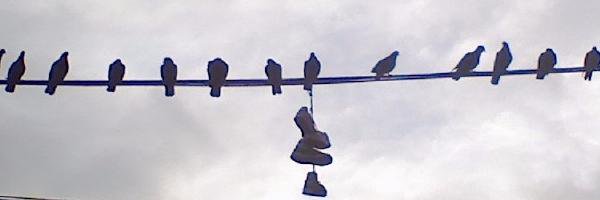 B'klynTrolleyBlogger banner