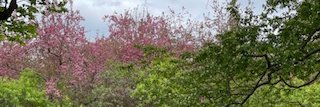 MaryCaraccioli's profile banner image