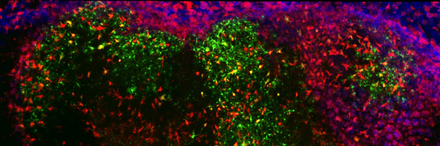 Ferdinando Pucci banner