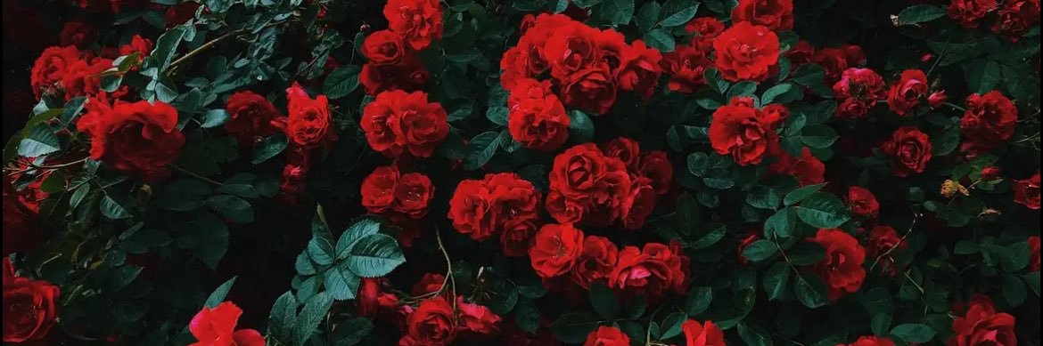 Titania 🍉 banner