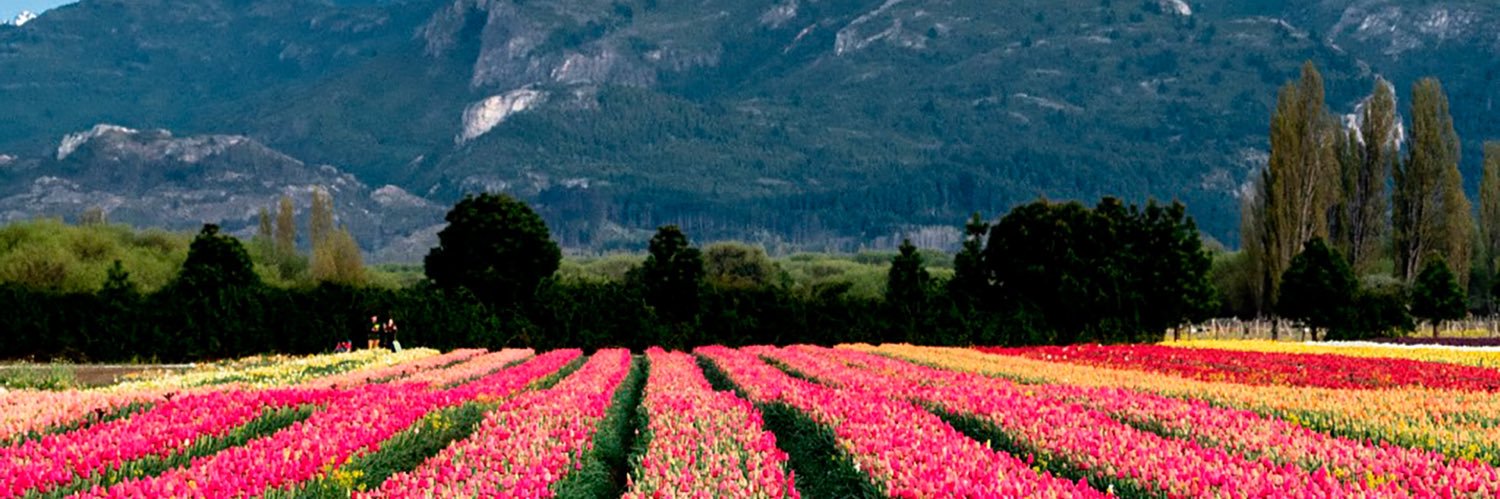florarg's profile banner image