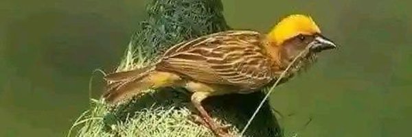 winnie_qtee Profile Banner