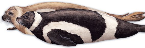 ribbonseals_'s profile banner image