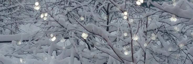 tal ❄️ banner