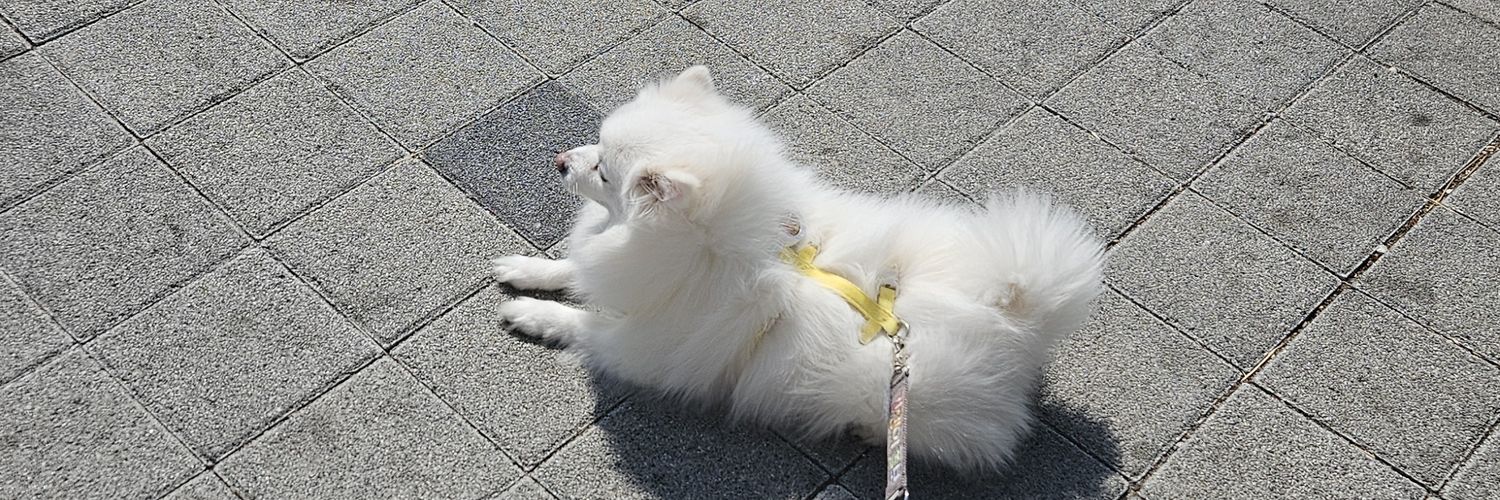 피콘둥이:3 banner