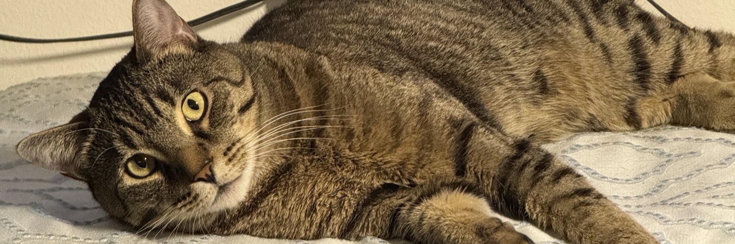 Jack Cat banner