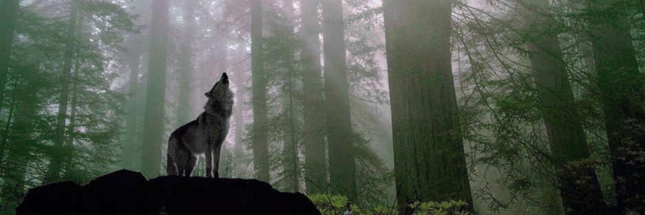 joedar1995's profile banner image