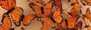 ៹໋݊ orange🍊᭡ banner