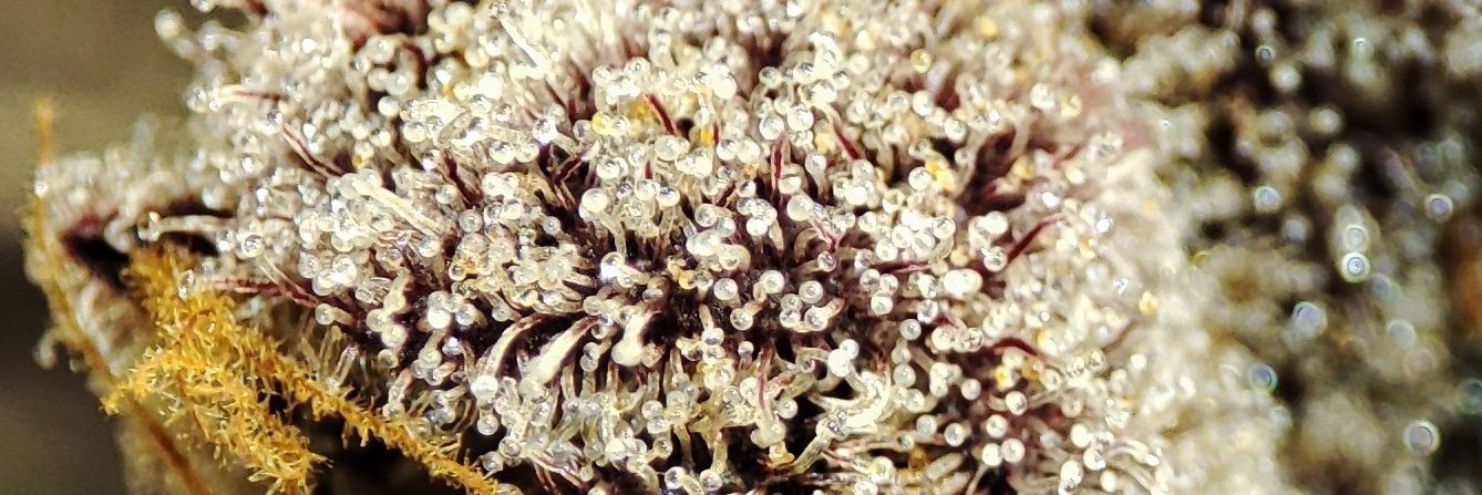 ✨Mikrobenkraft🌱 banner