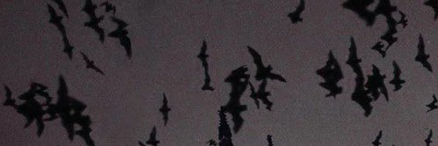 snake 🪽｡˚ banner