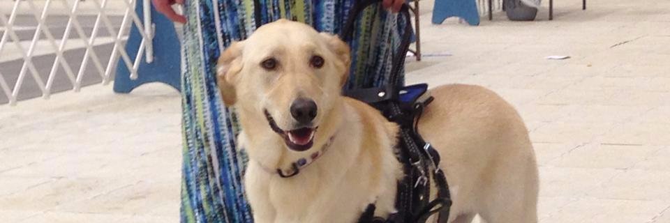 PawsibilitiesUn's profile banner image