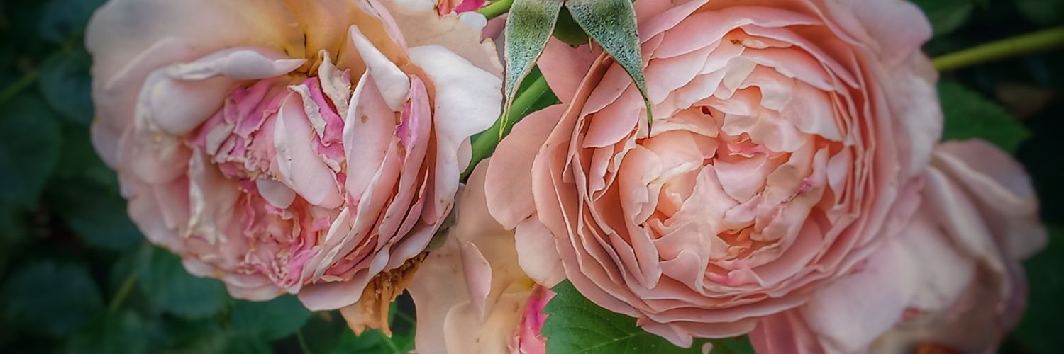 B_B_8239's profile banner image
