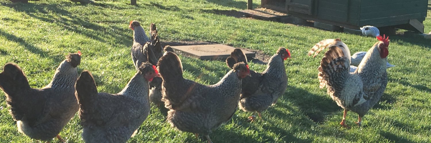 poultrykeeper.com banner