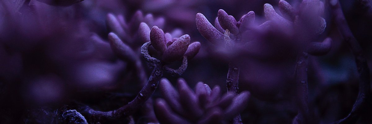ebbebbe's profile banner image