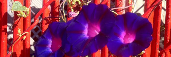 wqueens7 Profile Banner