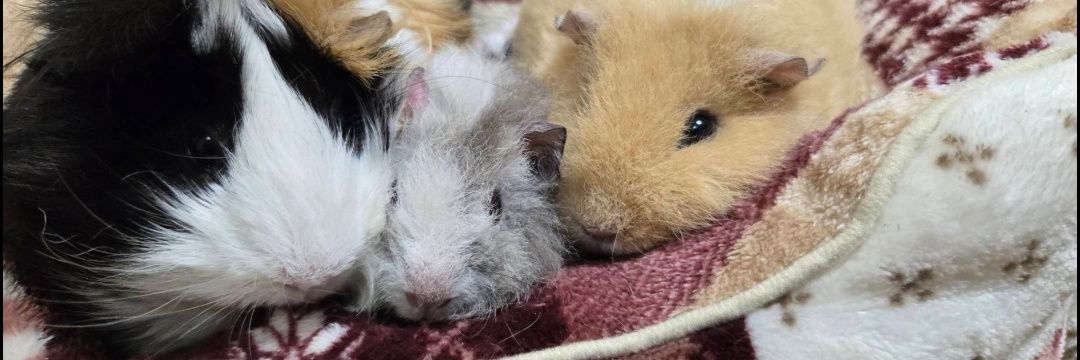 アルラテあめ🐹🐹🐹 banner