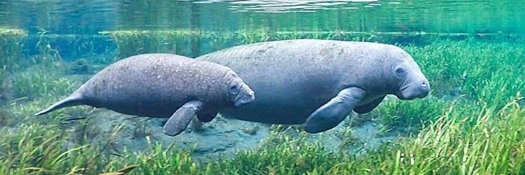 Singjorranin SC banner