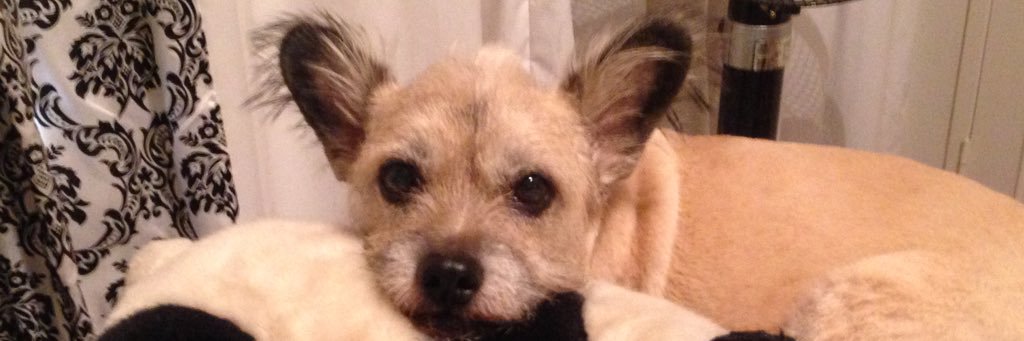 Jollie⁠⁠ banner