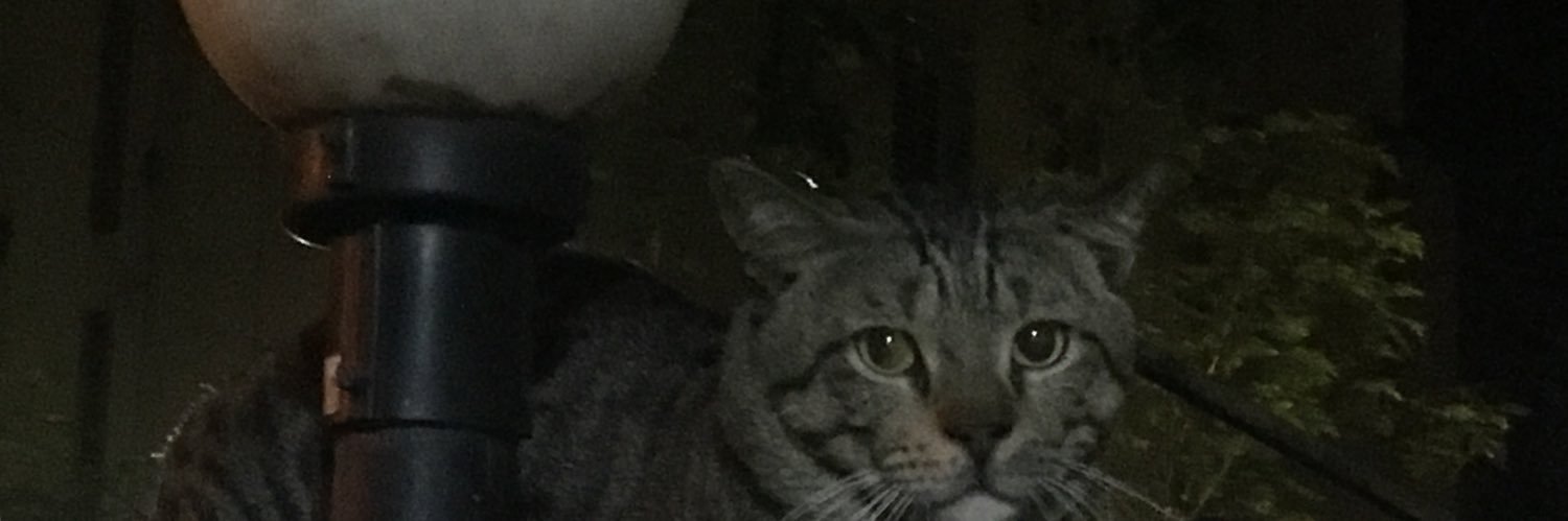jandeebee's profile banner image