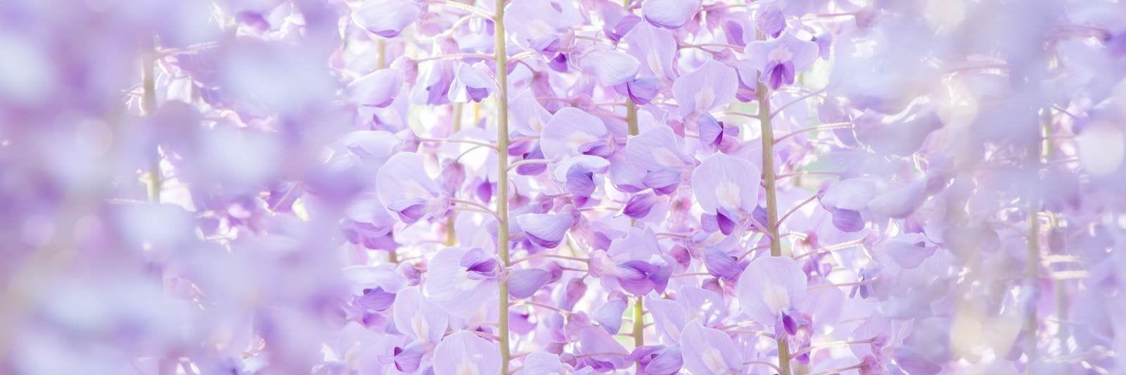 ⭐𓂃𓈒𓏸︎︎︎︎♏ banner