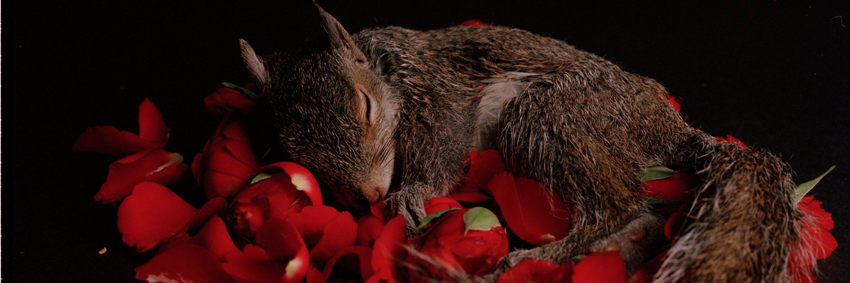 TraceyMcEachran's profile banner image