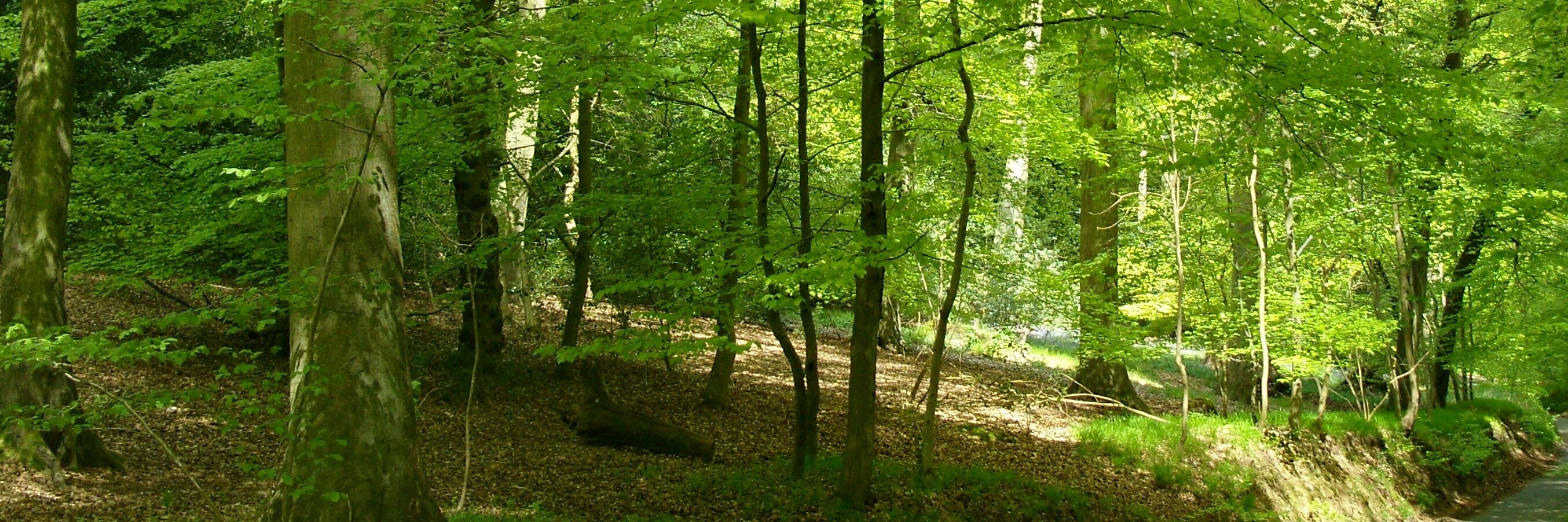 treehooktrook's profile banner image