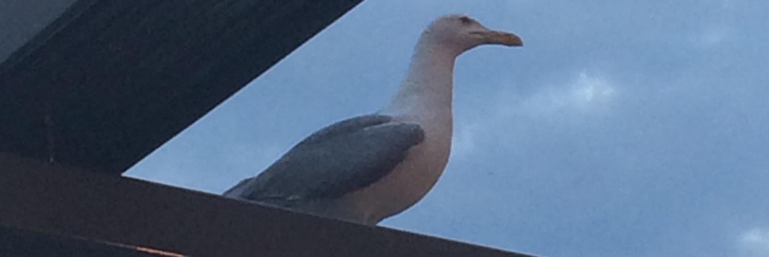 stelyop's profile banner image
