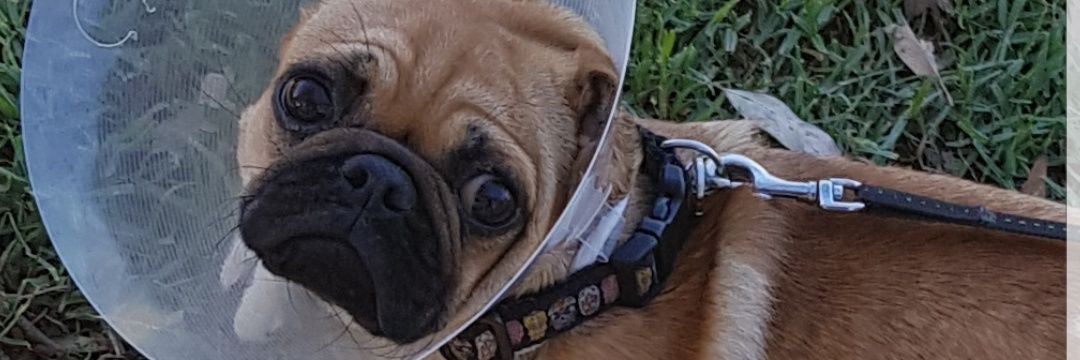 would ya look at this banner