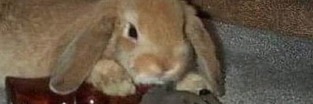 BundleOfKindness banner