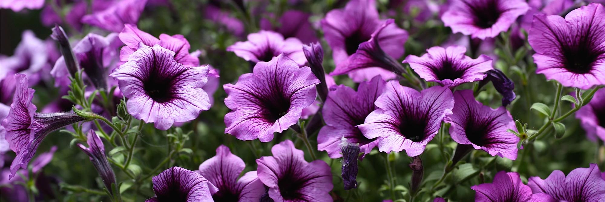 Susan Conroy McLeod banner