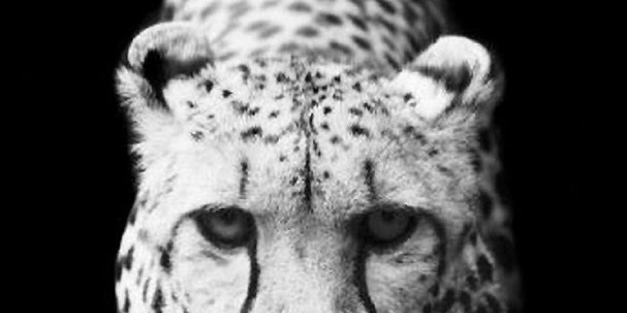 amerbamberr's profile banner image