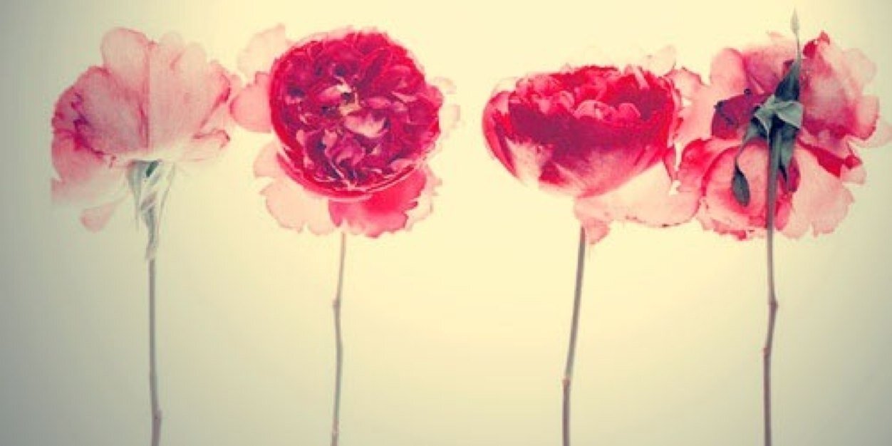 xCynthiaVos's profile banner image